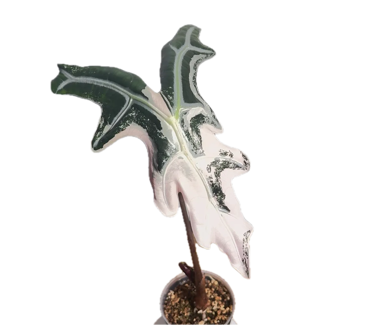 A variegated Alocasia leaf, silver-white veins running down a deep green blade with a rose blush across its right half.